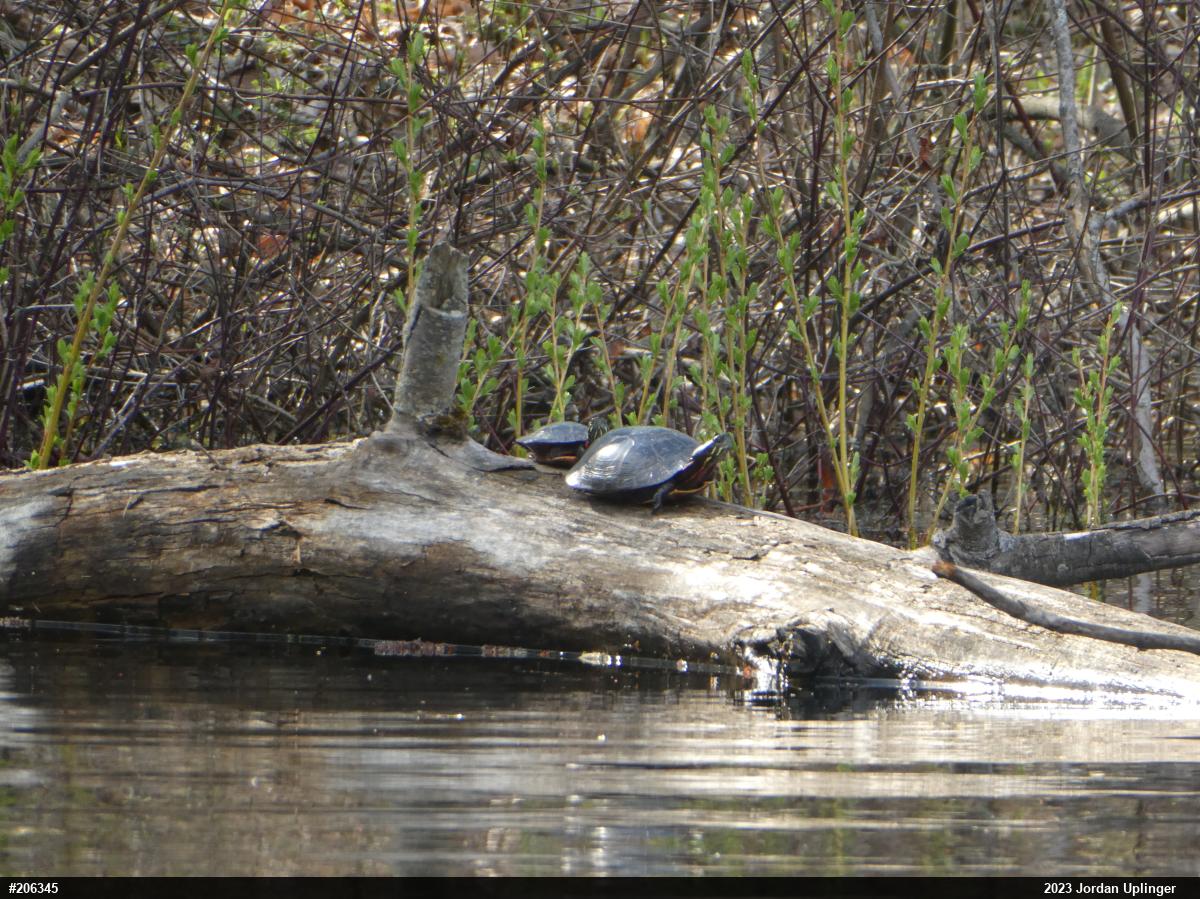 Painted Turtle