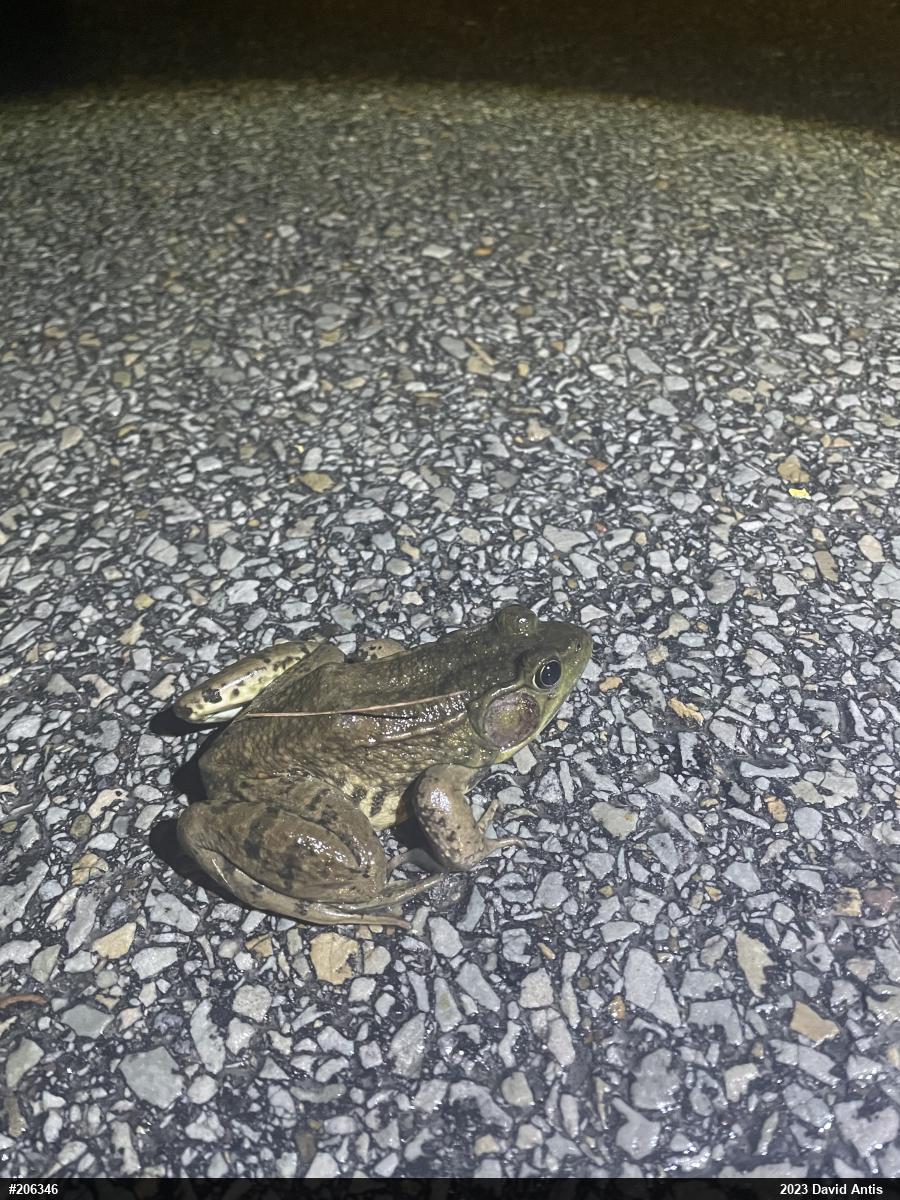 Green Frog