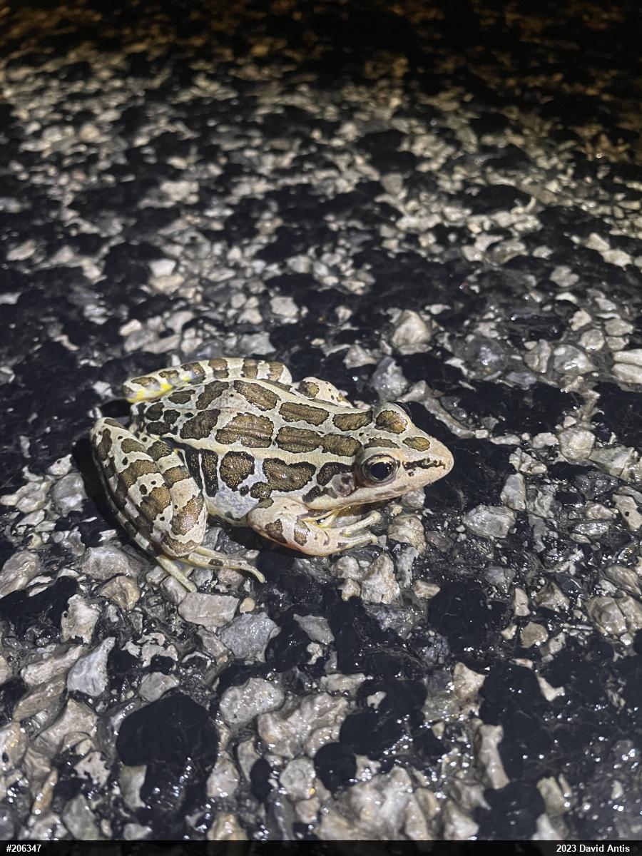 Pickerel Frog