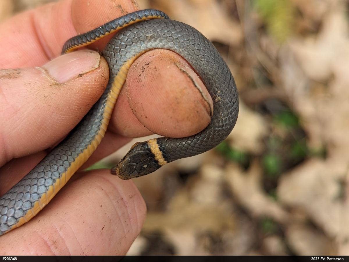 Northern Ring-necked Snake