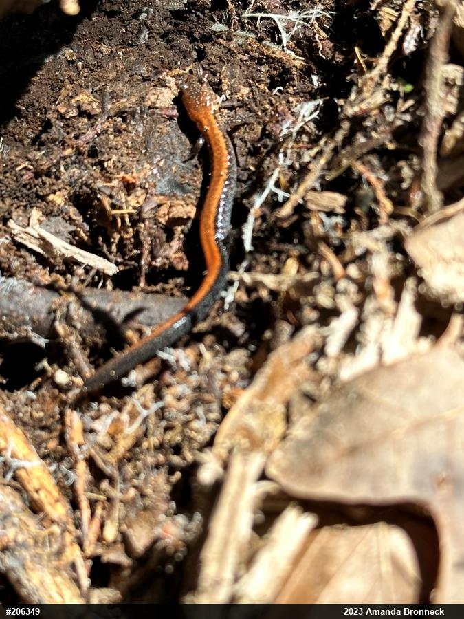 Eastern Red-backed  Salamander