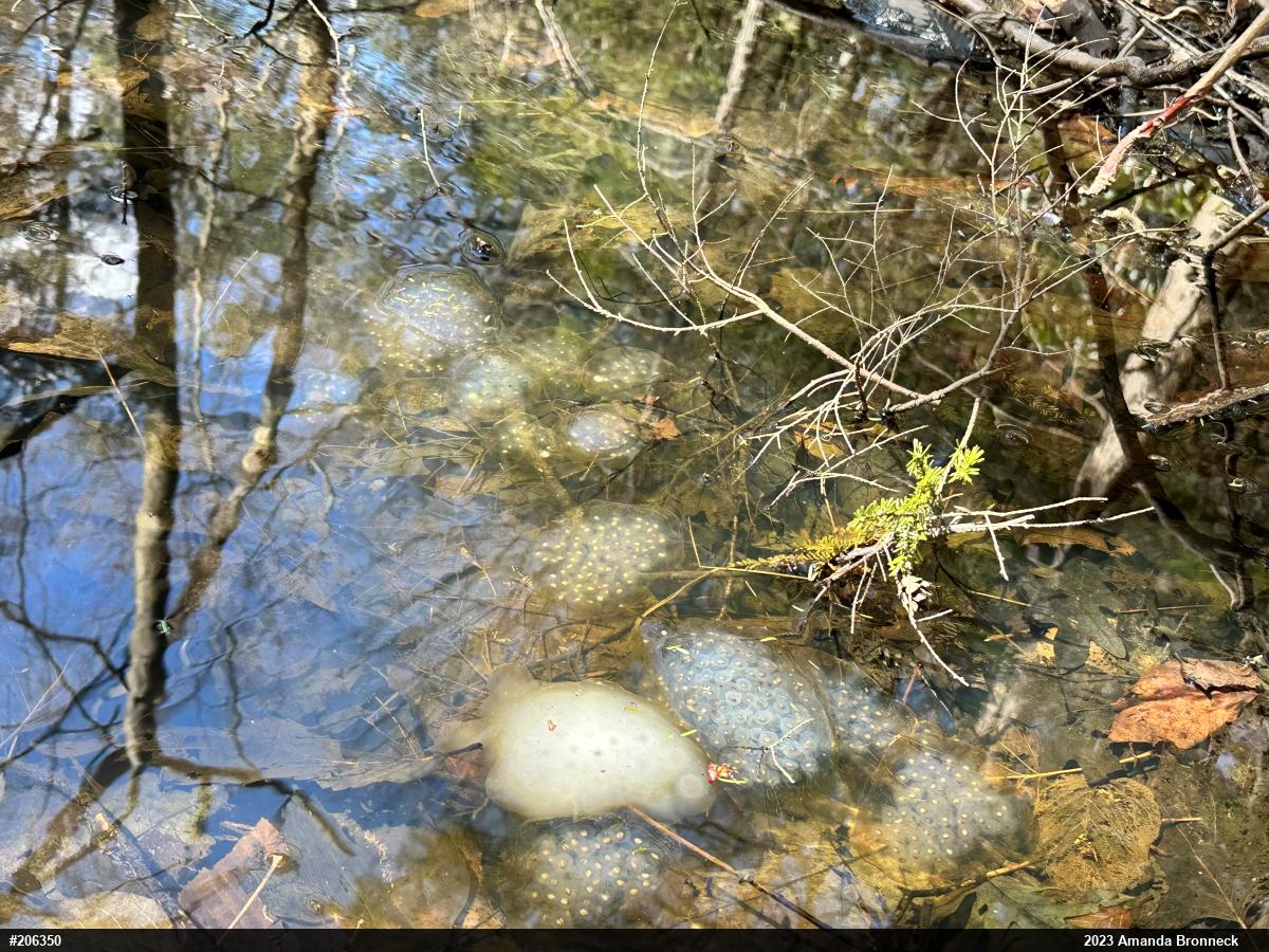 Spotted Salamander