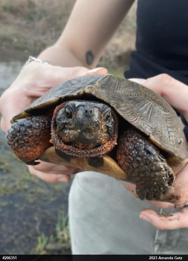 Wood Turtle