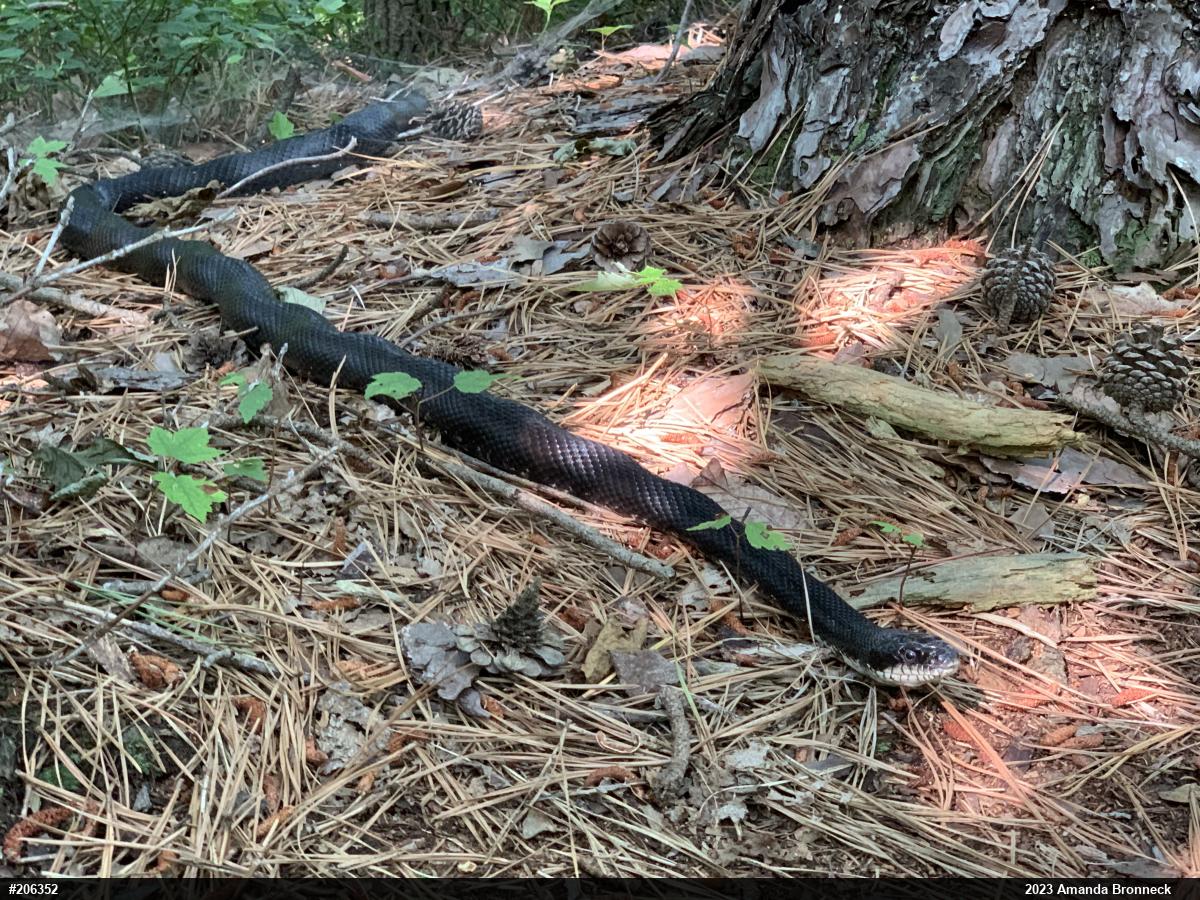 Eastern Ratsnake