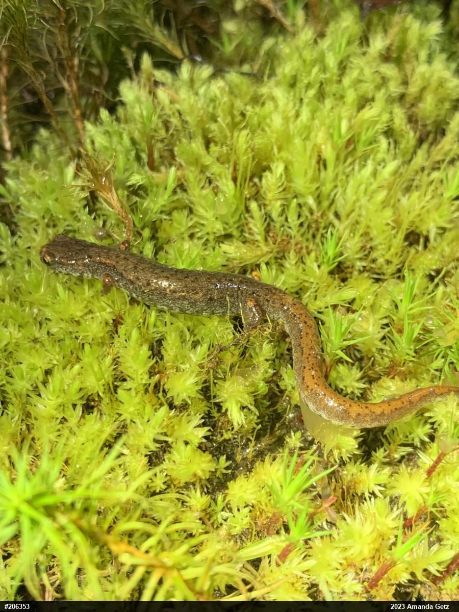 Four-toed Salamander