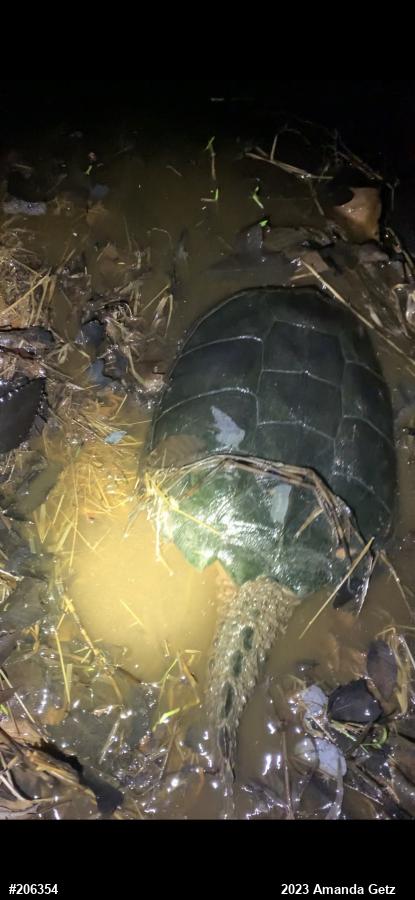Snapping Turtle