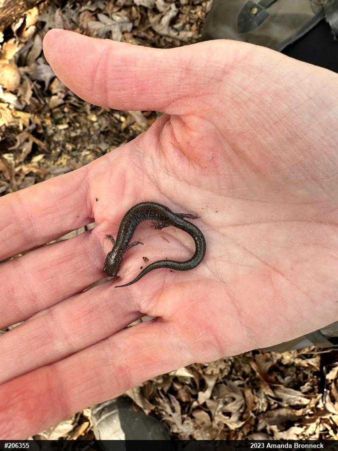 Eastern Red-backed  Salamander