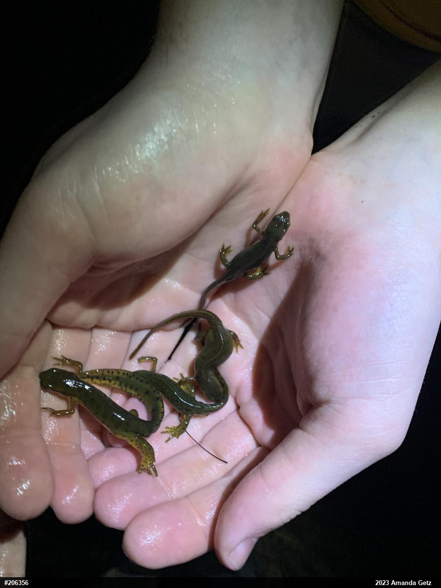 Red-spotted Newt