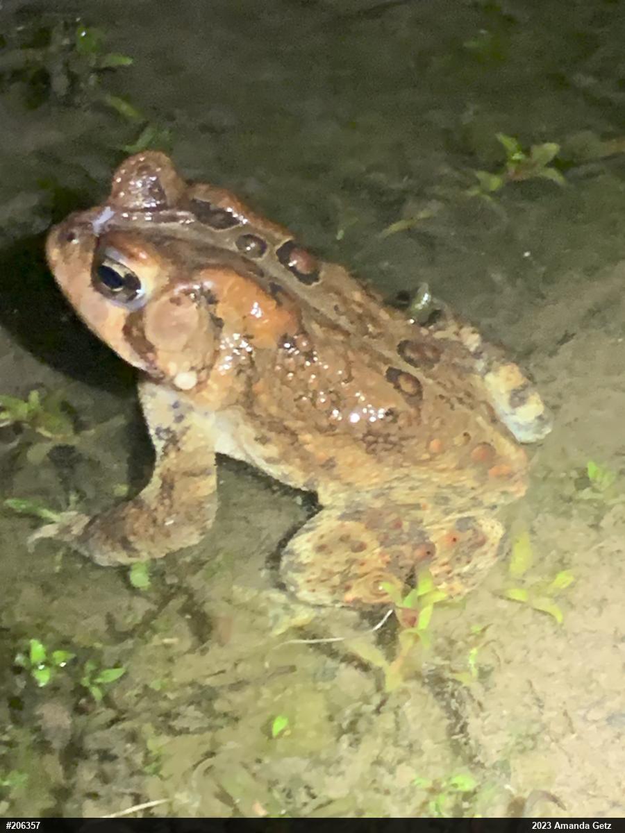 Eastern American Toad