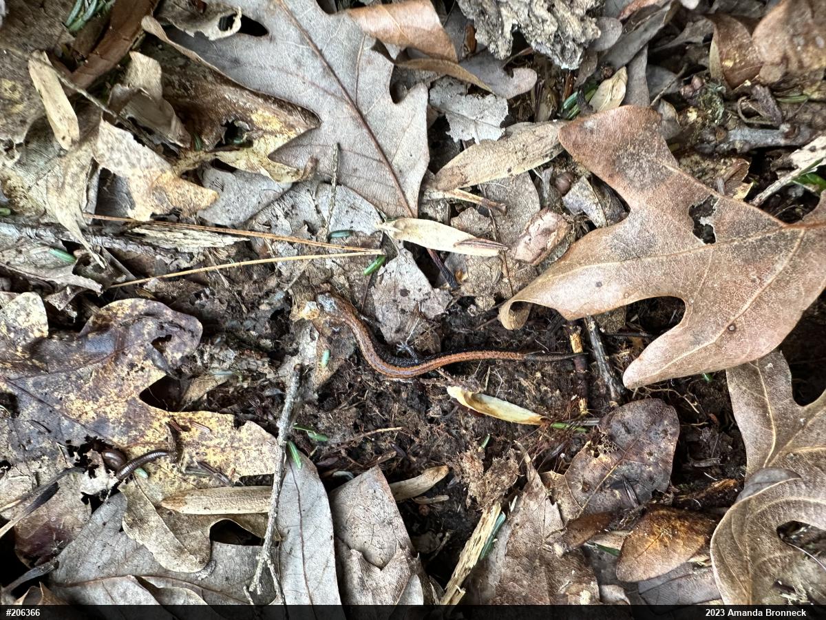 Eastern Red-backed  Salamander
