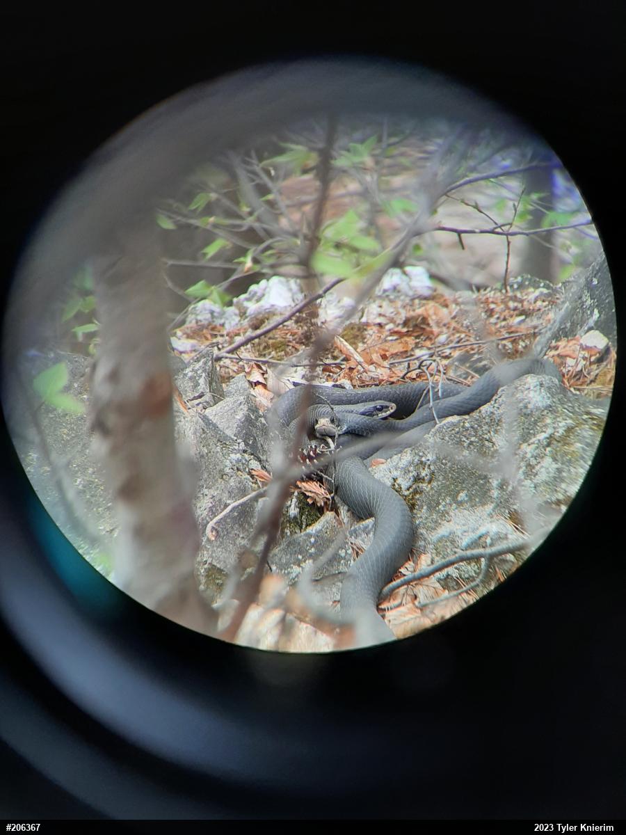 Northern Black Racer