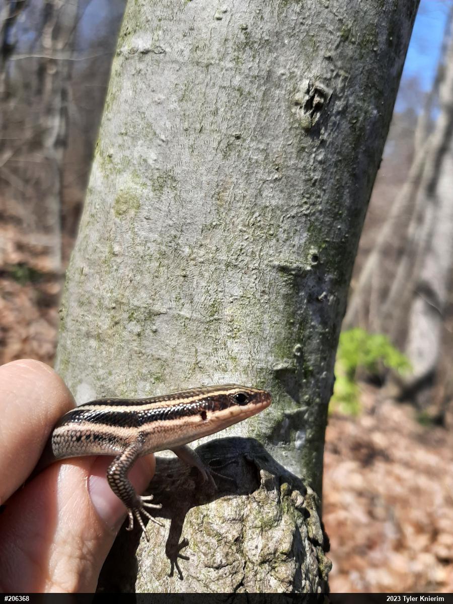 Common Five-lined Skink
