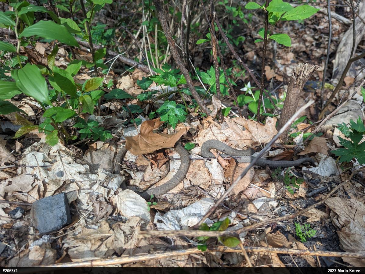 Northern Watersnake