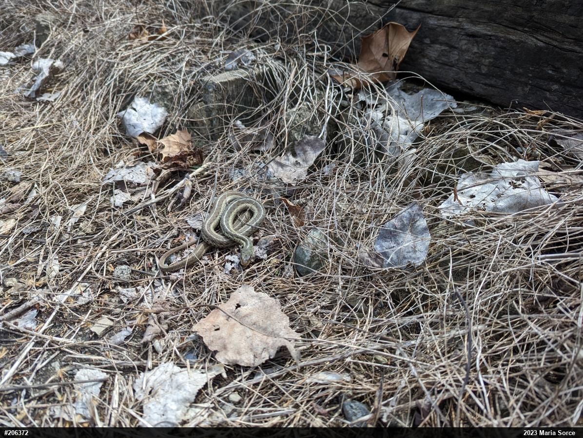 Eastern Gartersnake
