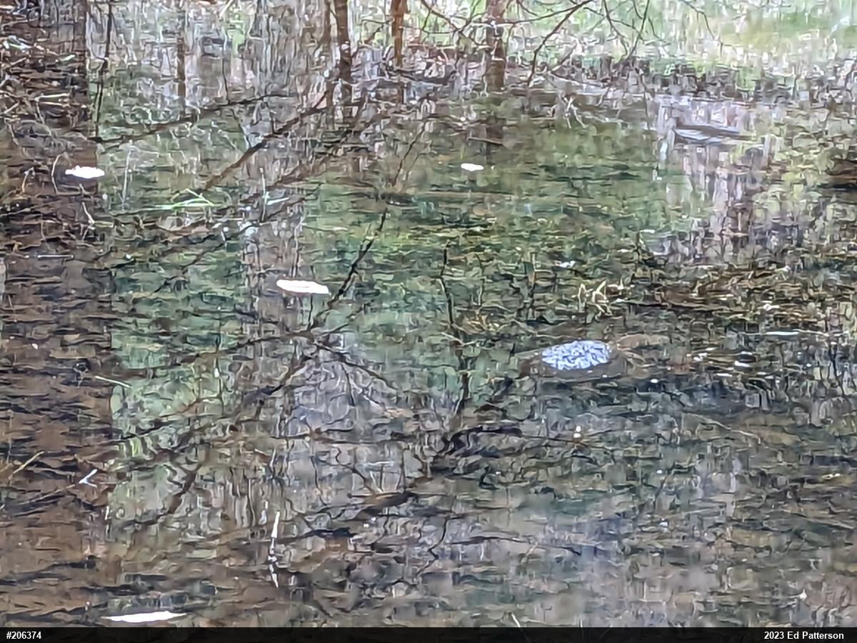Snapping Turtle