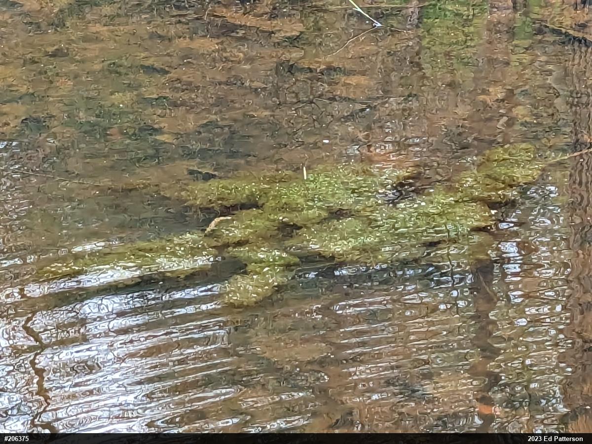 Wood Frog