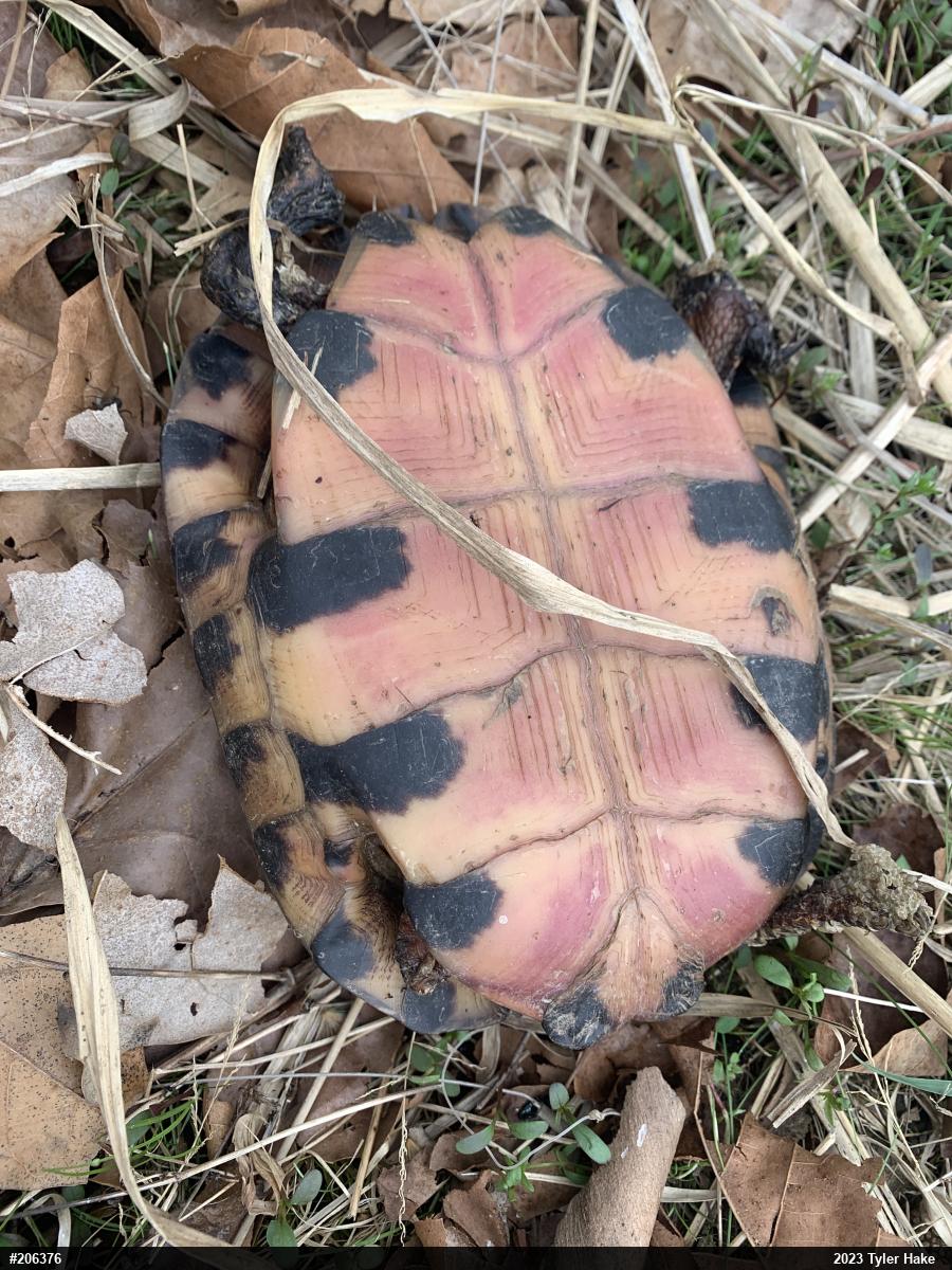 Wood Turtle