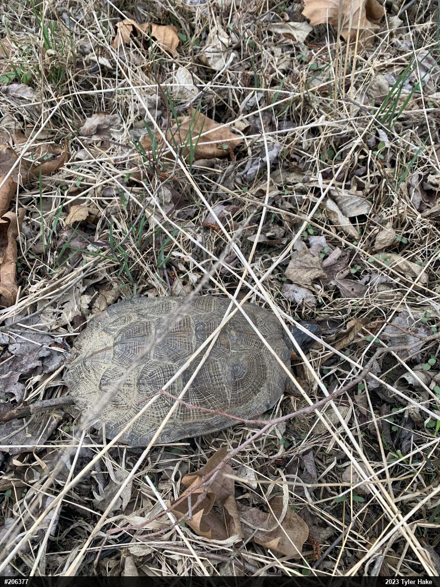 Wood Turtle