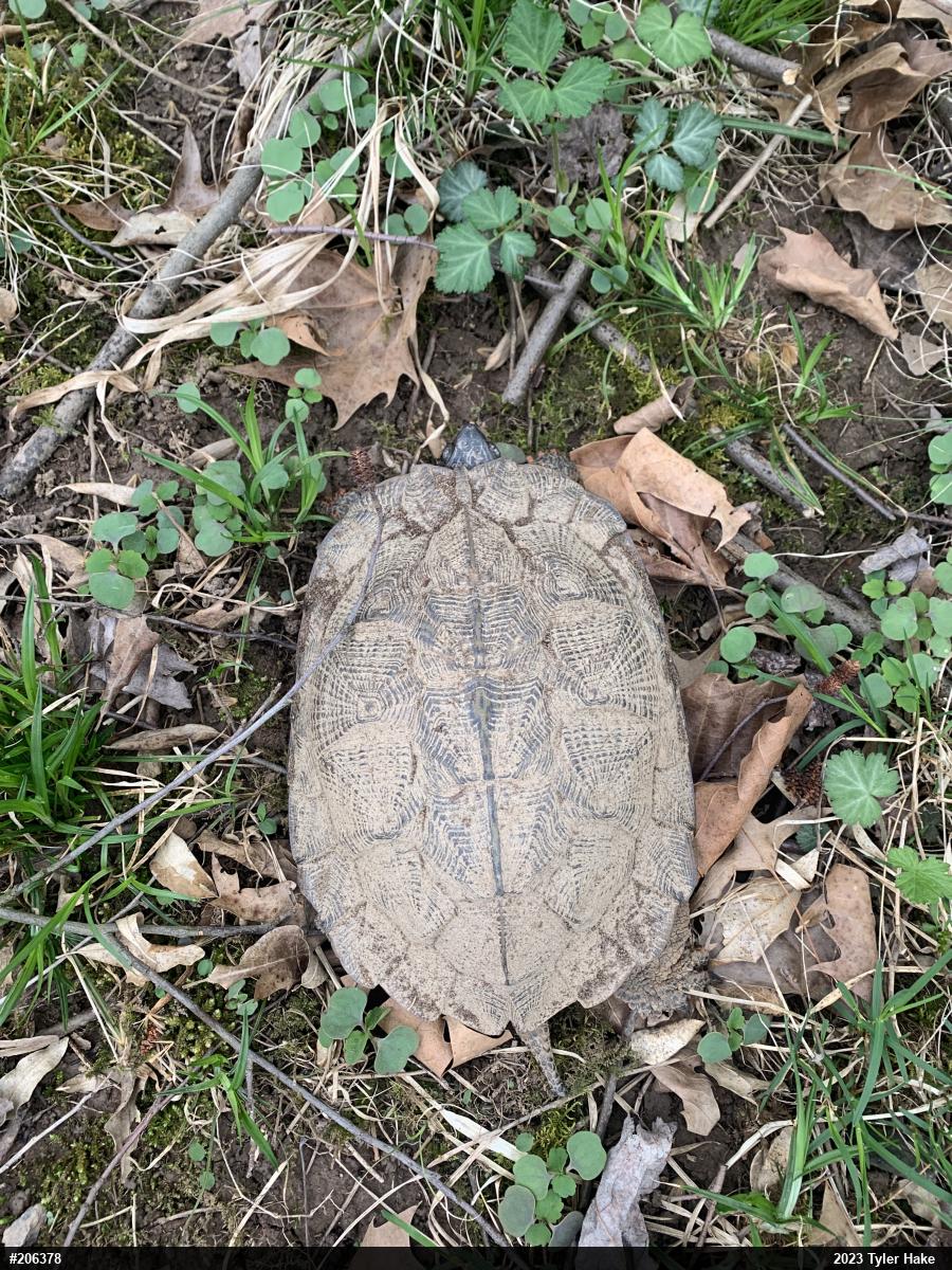 Wood Turtle