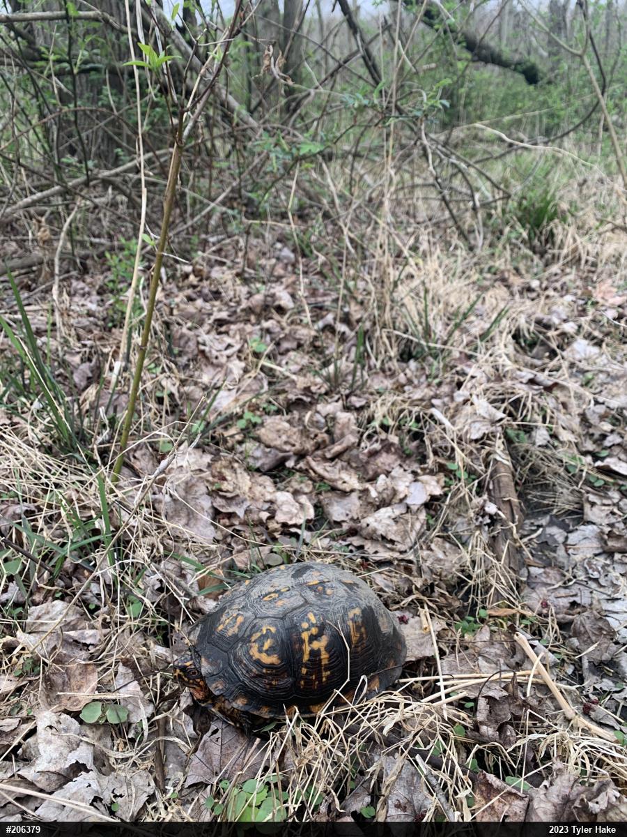 Eastern Box Turtle