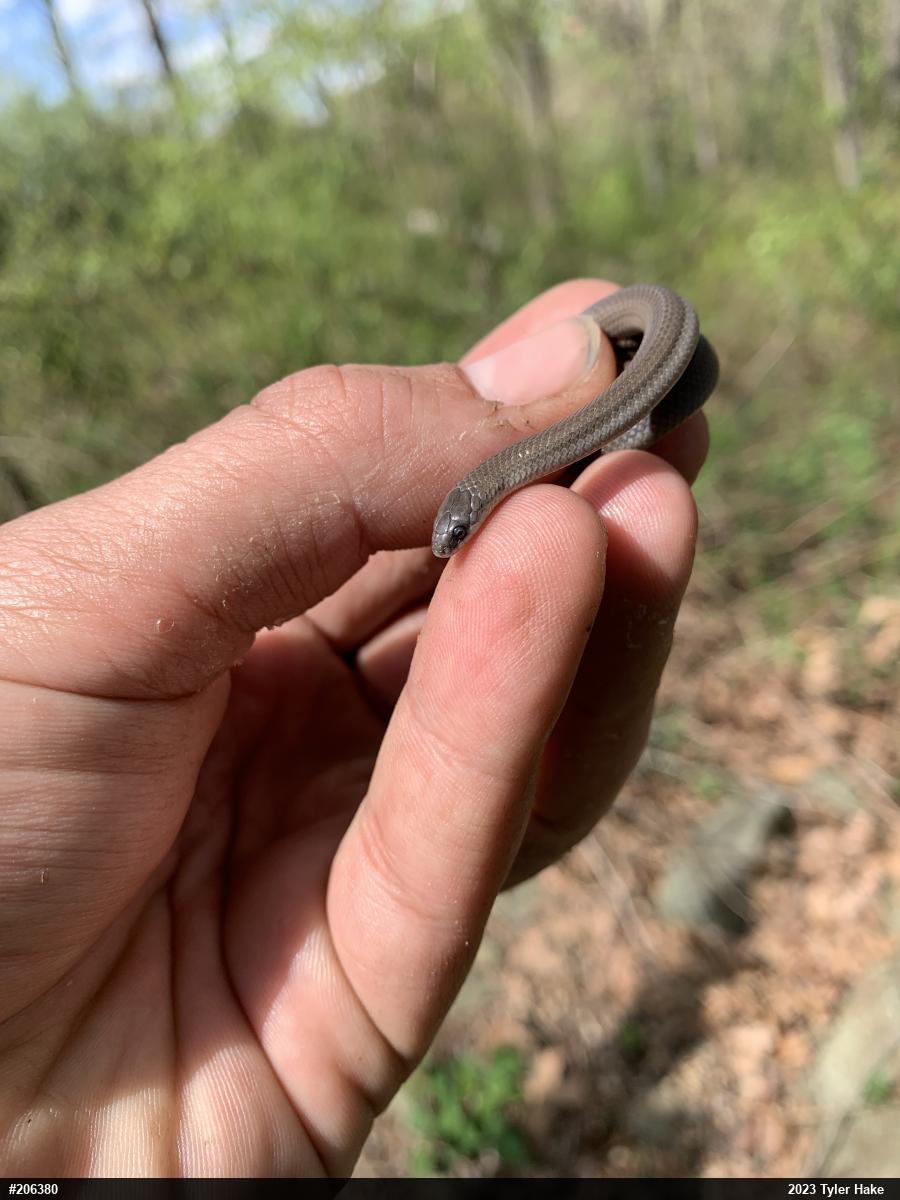 Eastern Smooth Earthsnake
