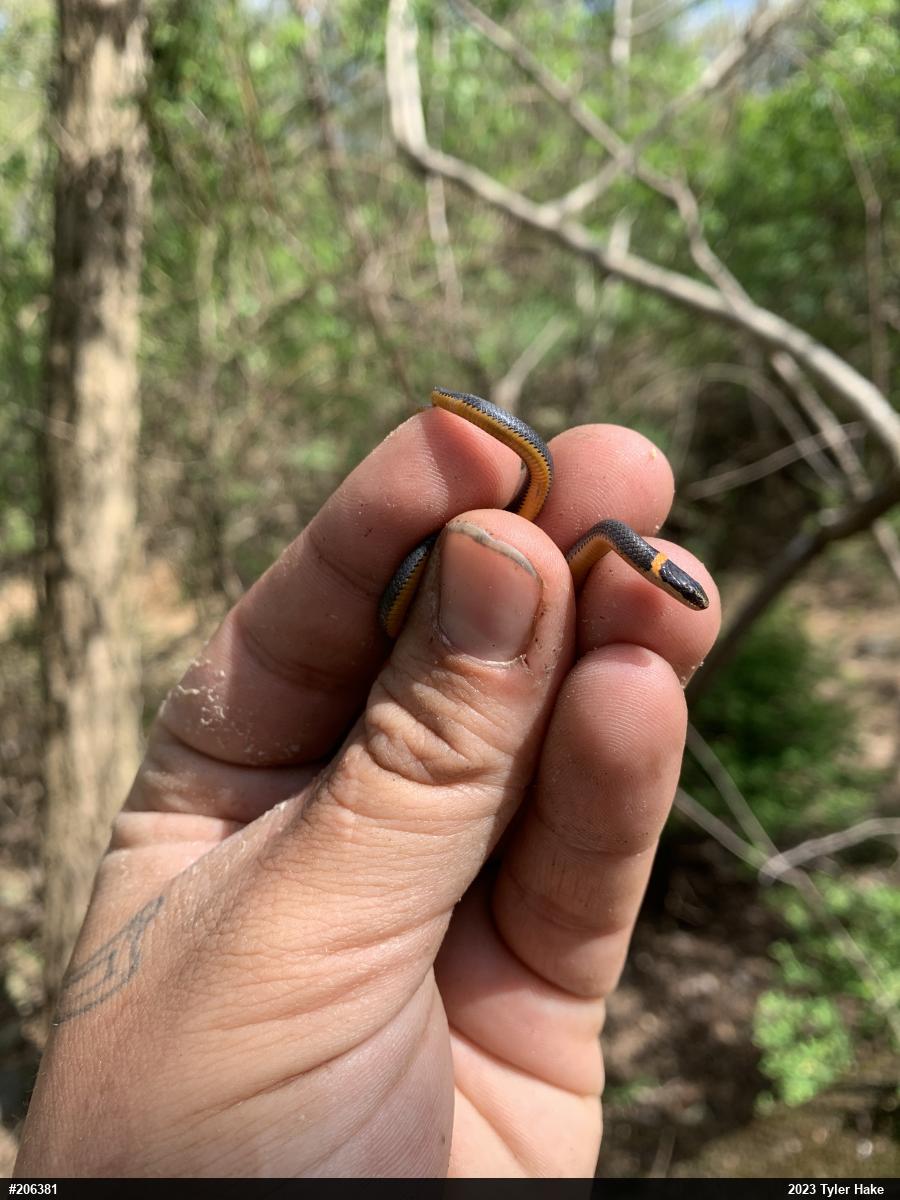 Northern Ring-necked Snake