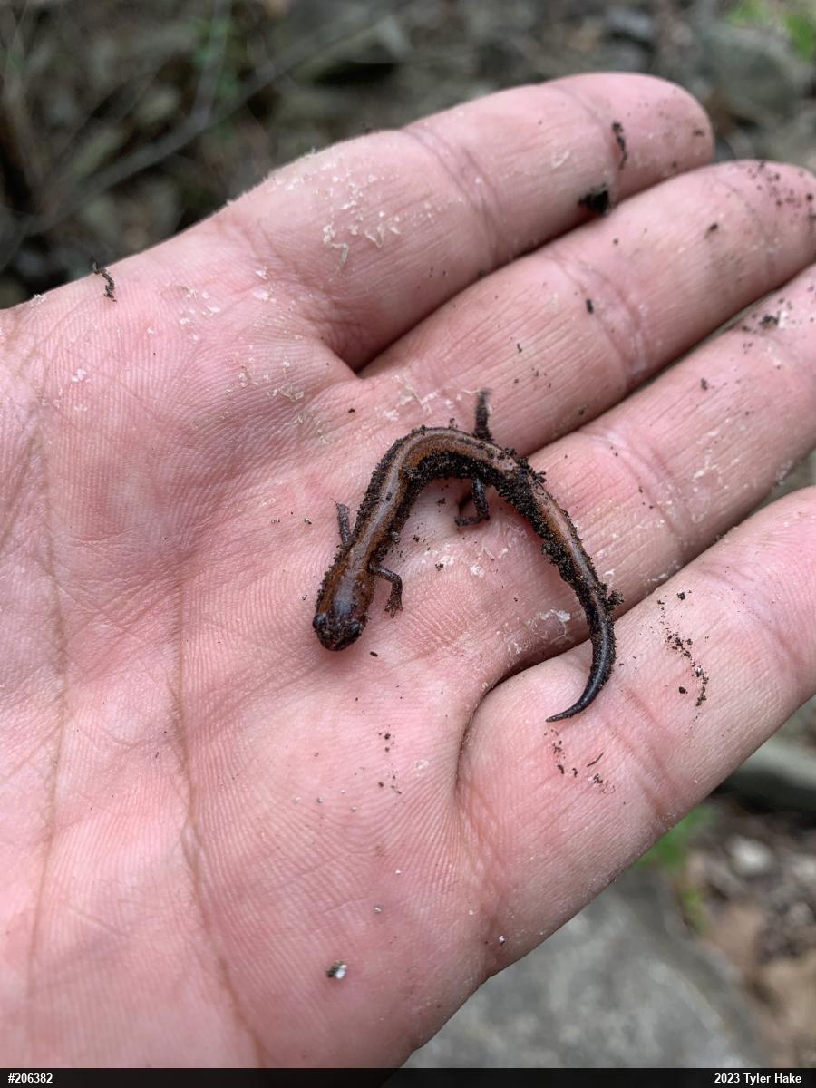 Eastern Red-backed  Salamander
