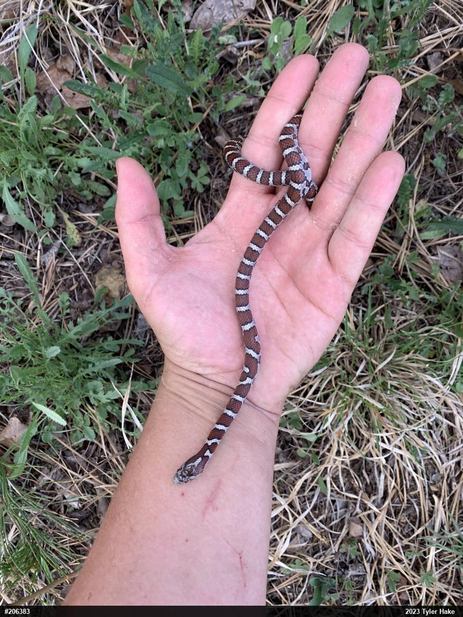 Eastern Milksnake