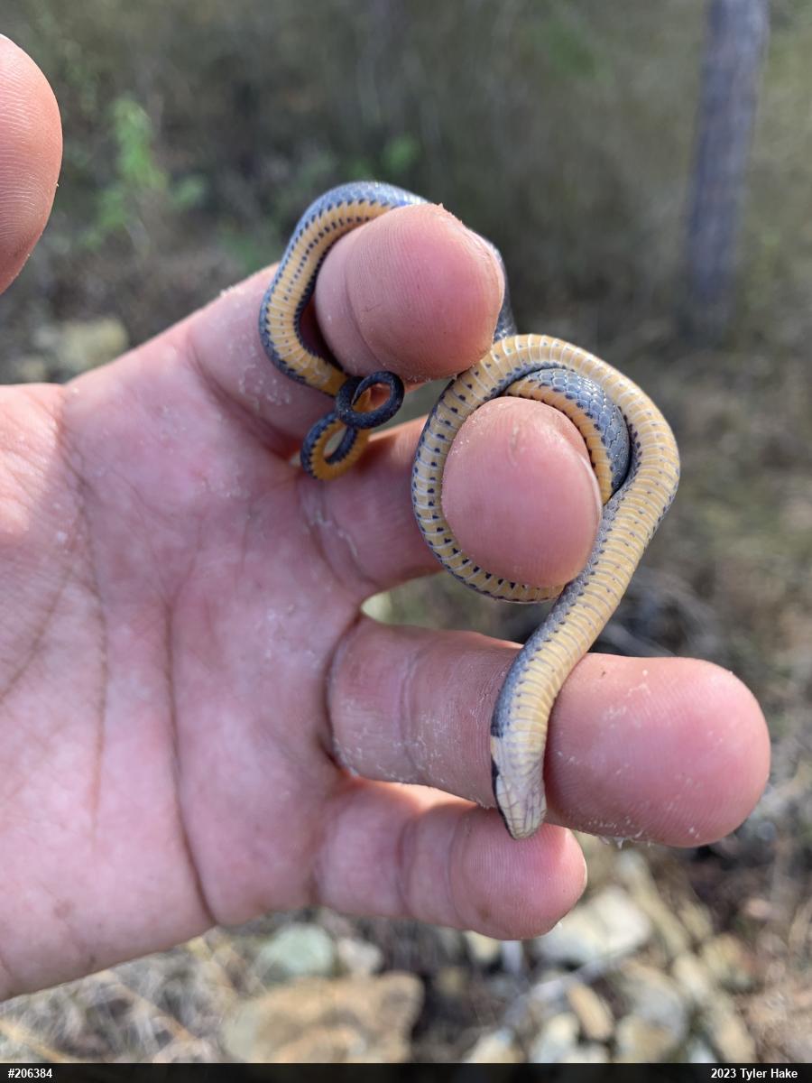 Northern Ring-necked Snake