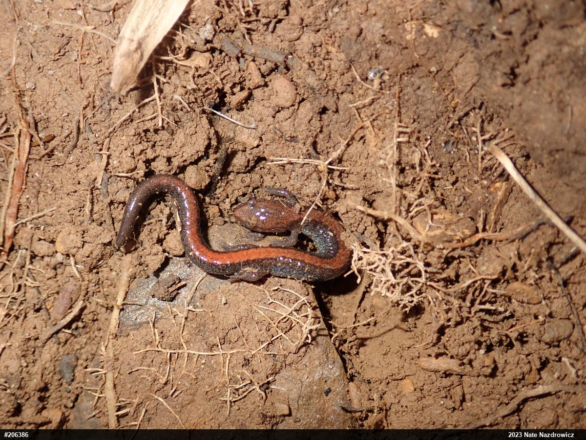 Eastern Red-backed  Salamander