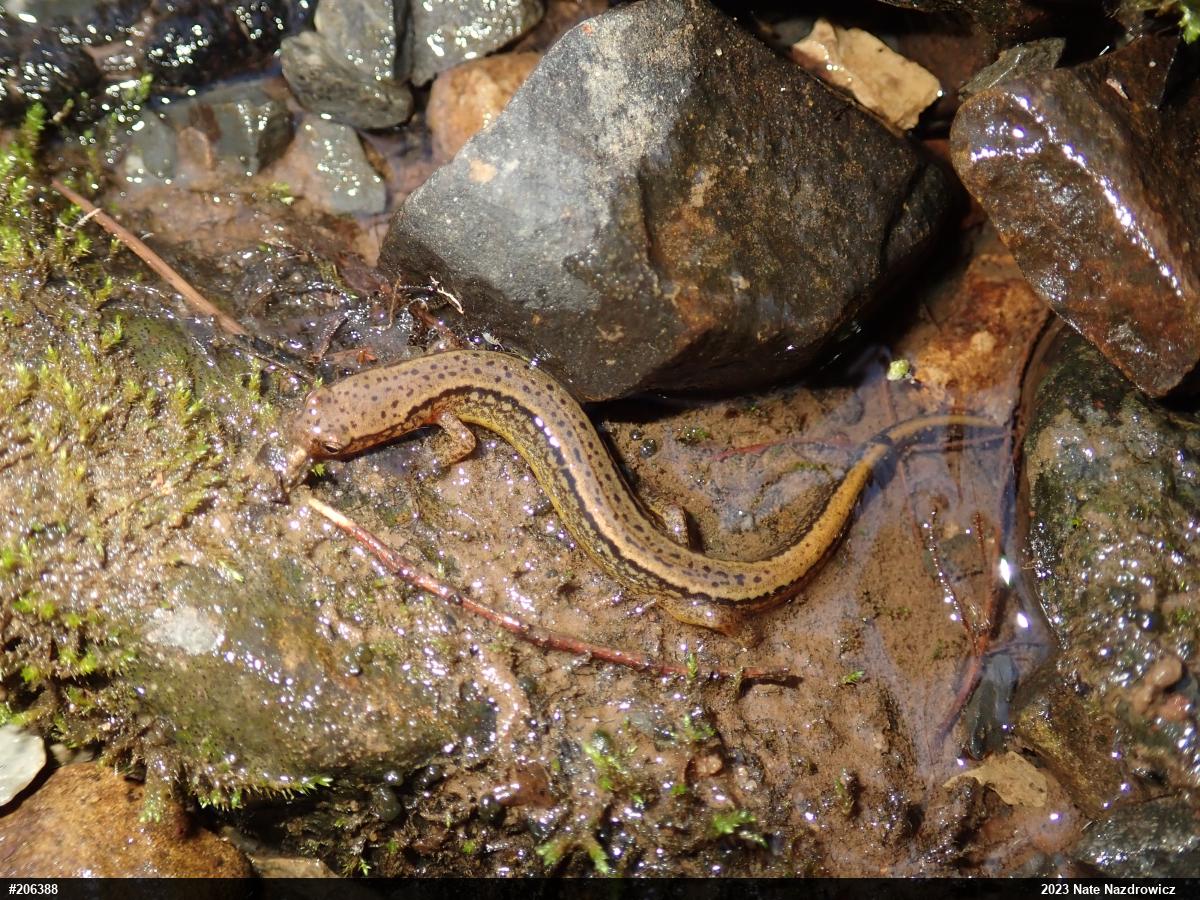 Northern Two-lined Salamander