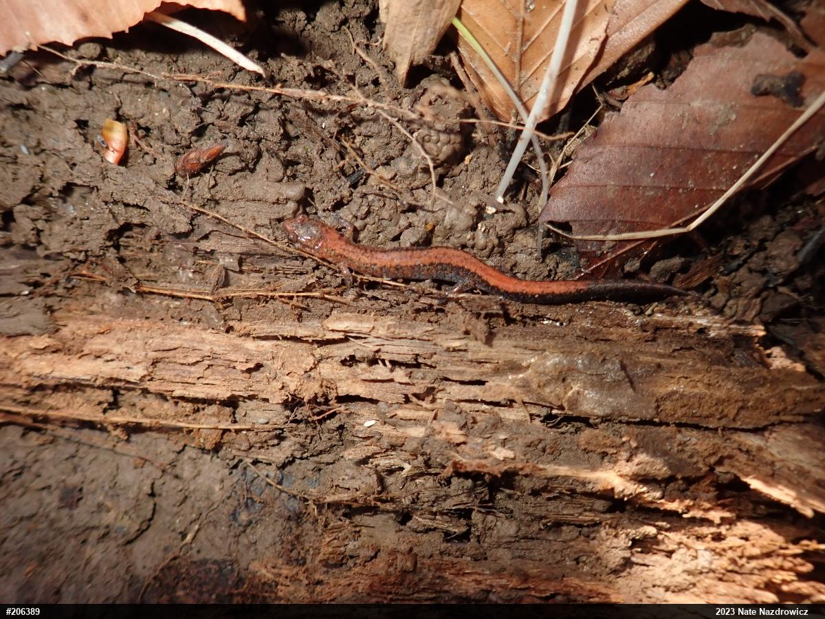 Eastern Red-backed  Salamander