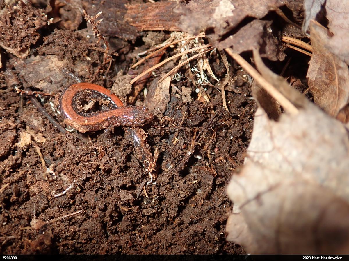 Eastern Red-backed  Salamander
