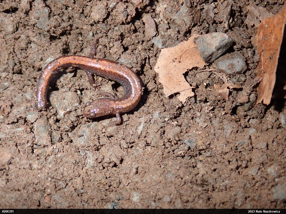 Eastern Red-backed  Salamander