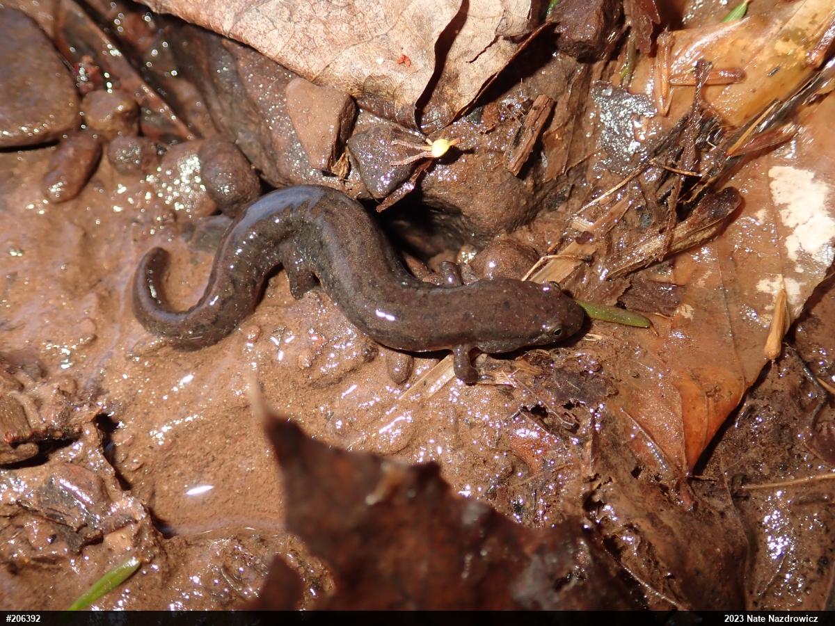 Northern Dusky Salamander