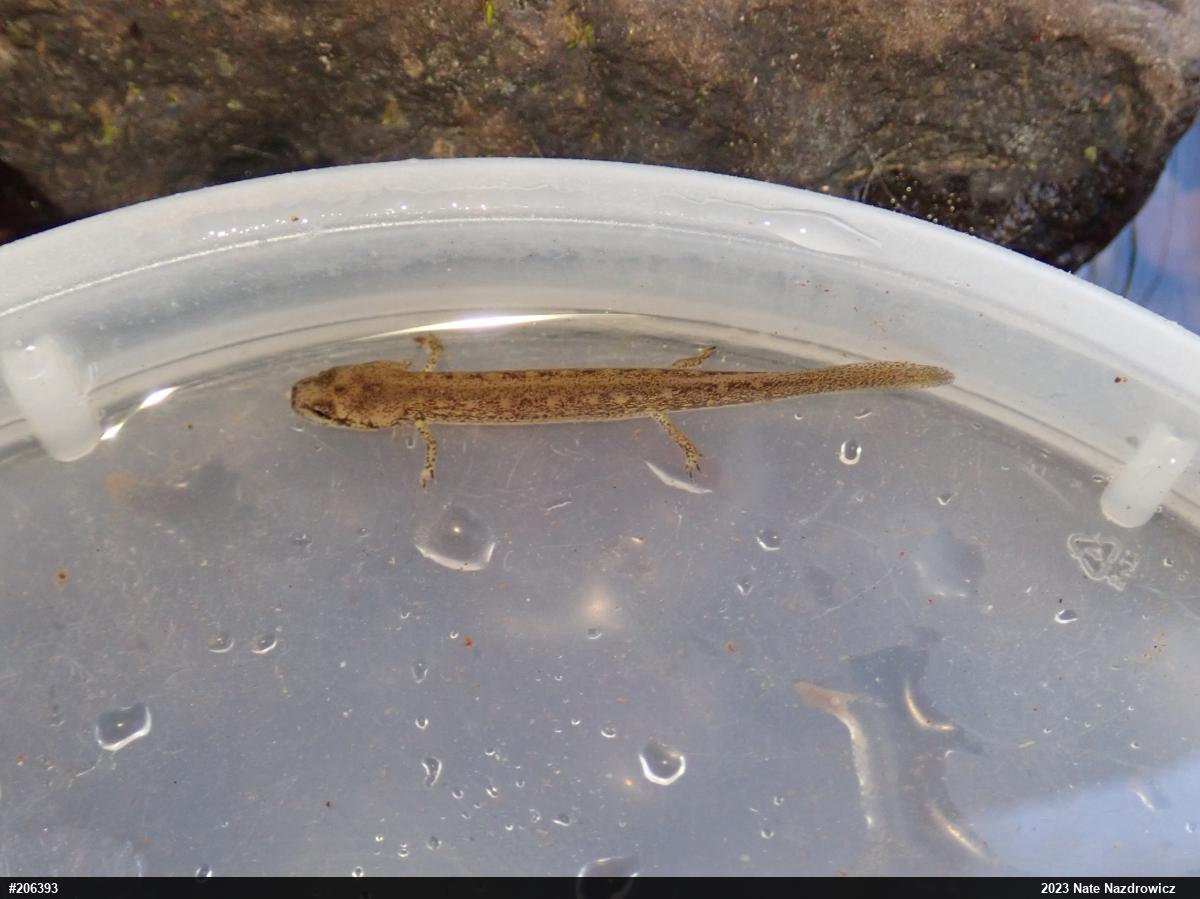 Northern Two-lined Salamander