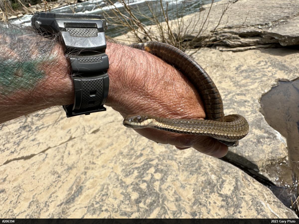 Queensnake