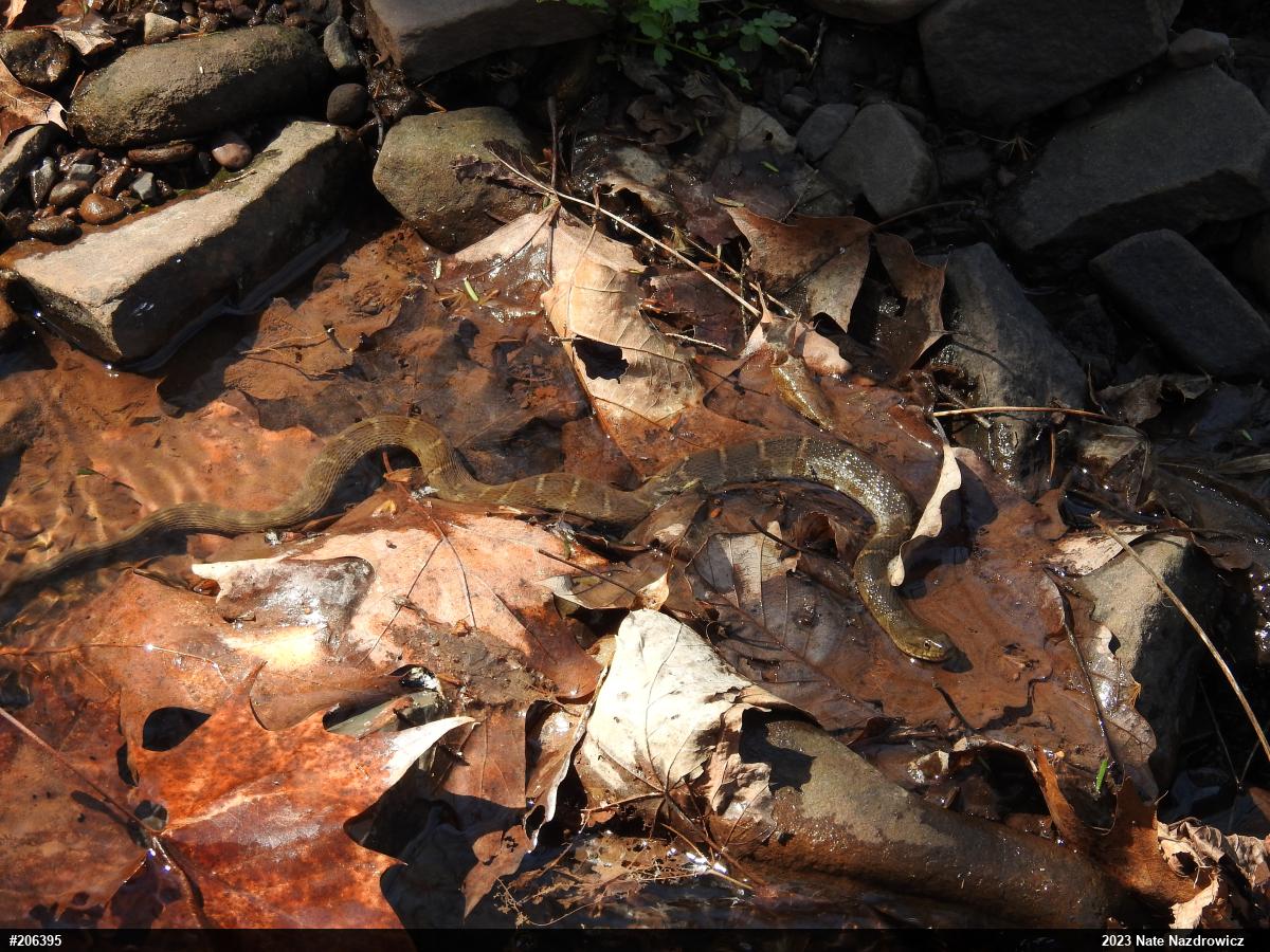 Northern Watersnake
