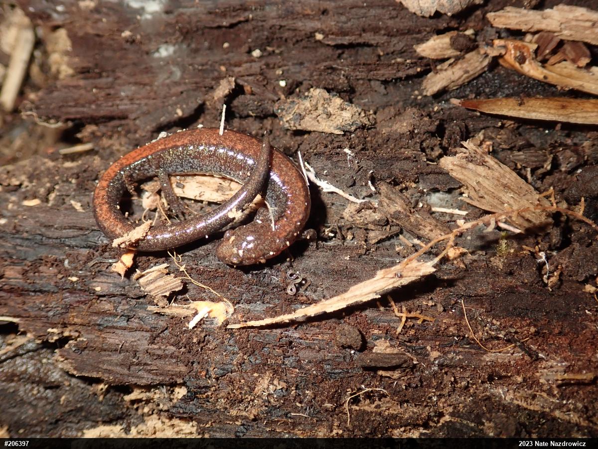Eastern Red-backed  Salamander