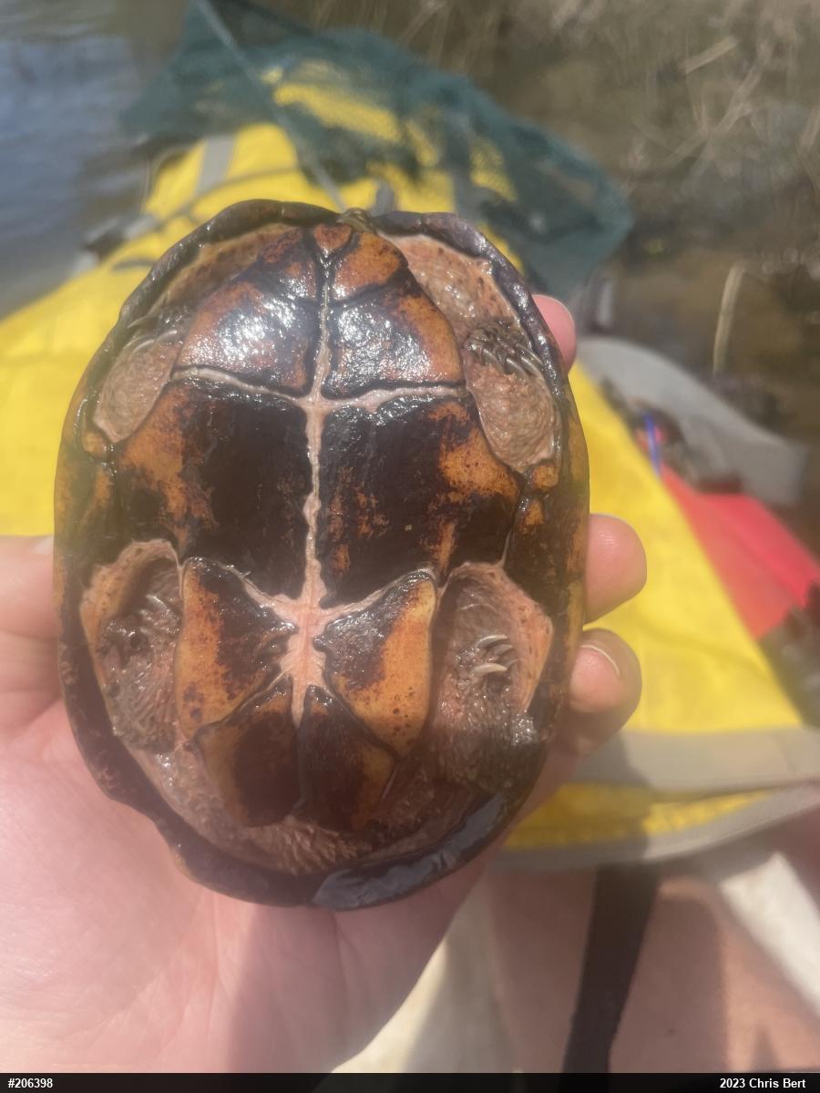 Eastern Musk Turtle