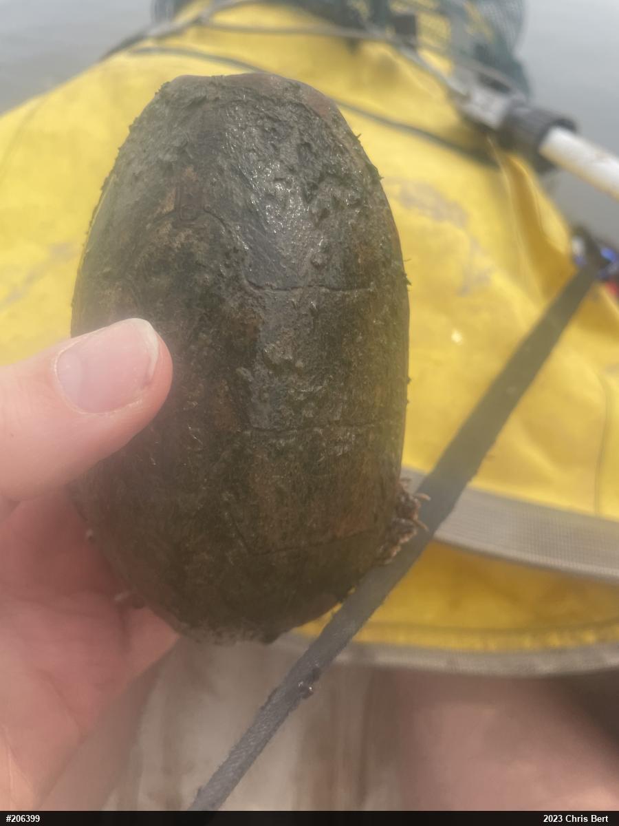 Eastern Musk Turtle