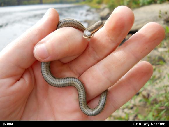 Queensnake