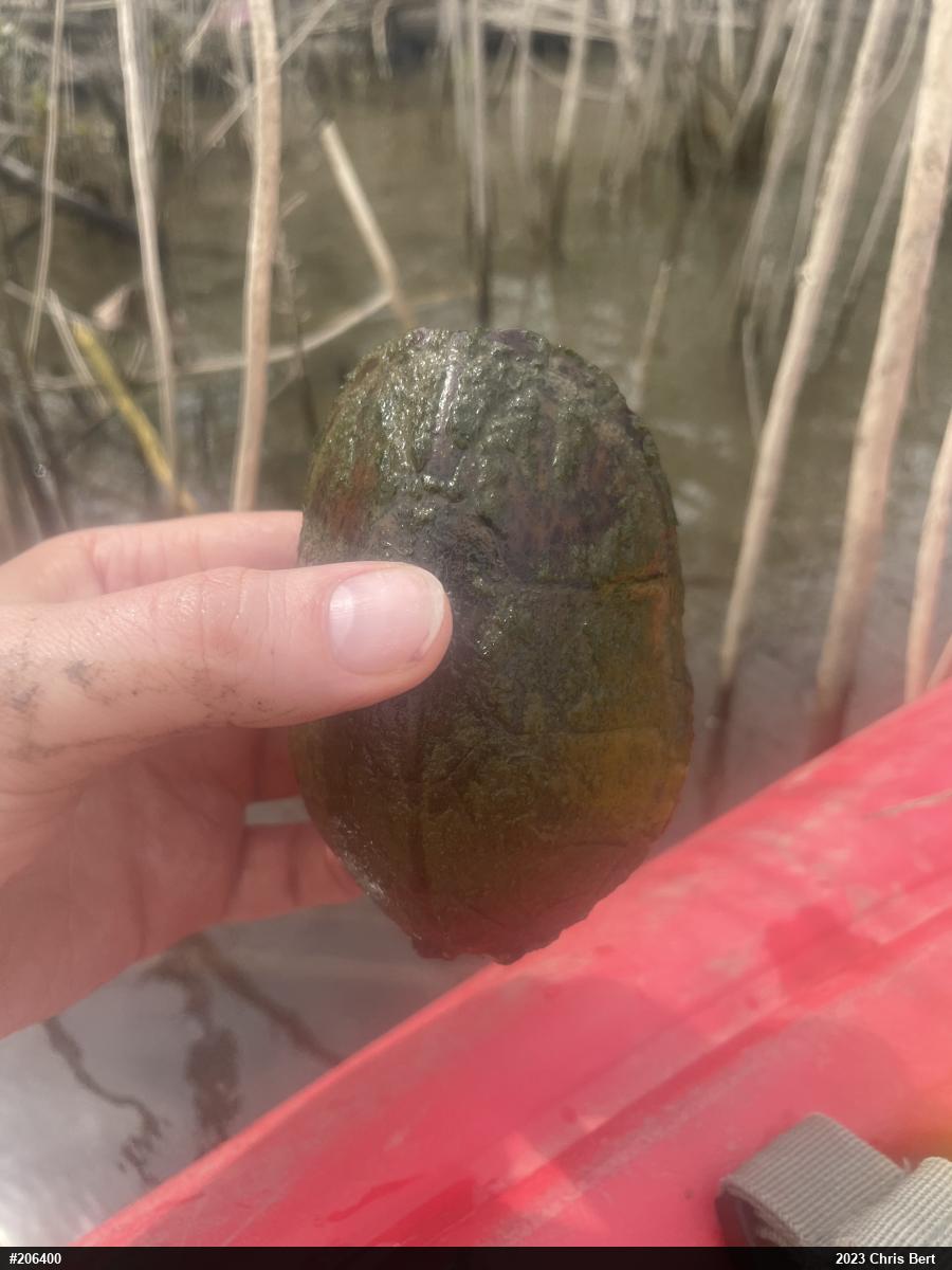 Eastern Musk Turtle
