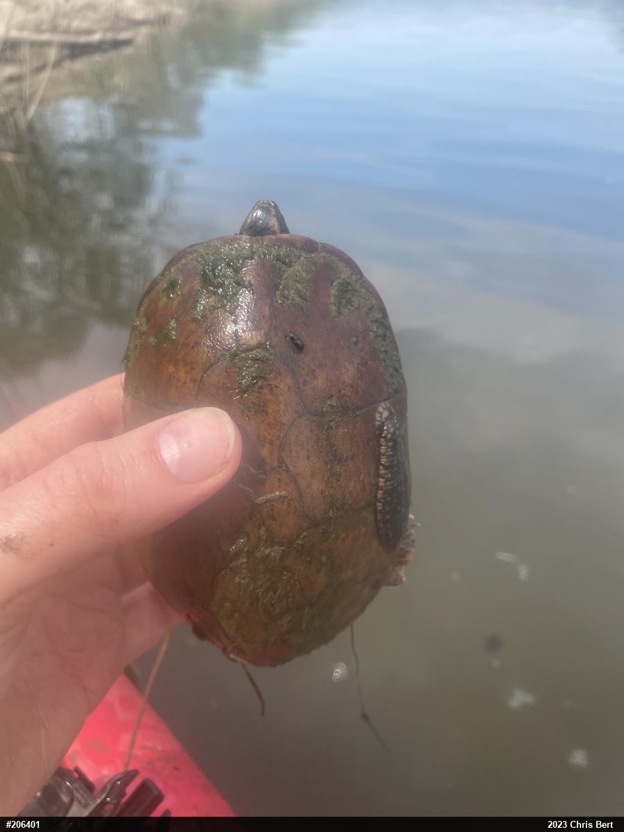Eastern Musk Turtle