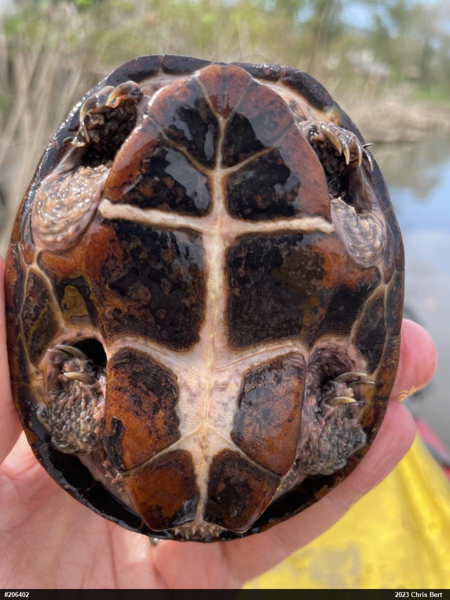 Eastern Musk Turtle