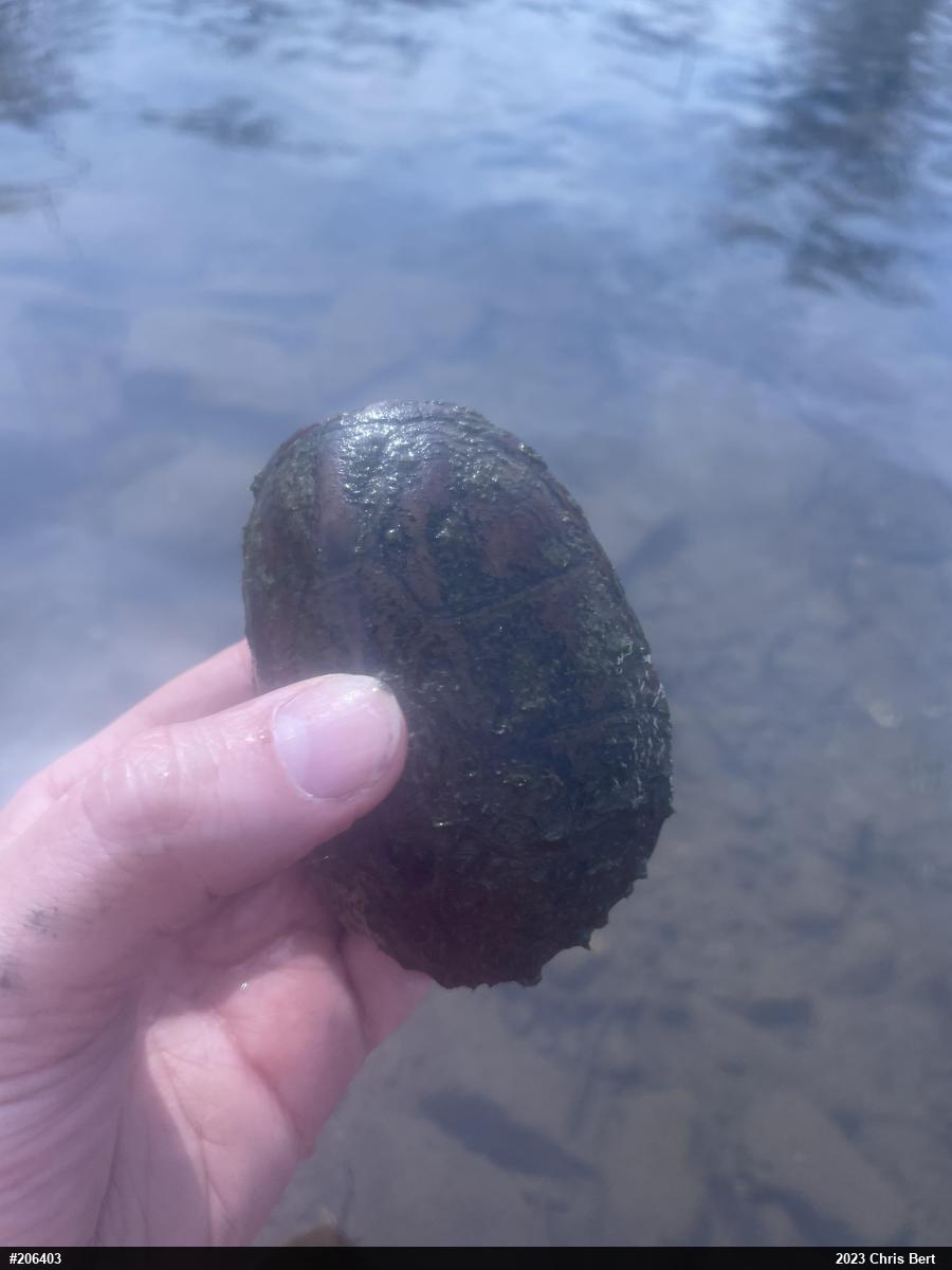 Eastern Musk Turtle
