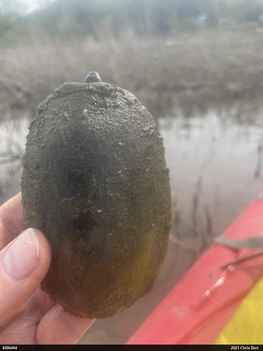 Eastern Musk Turtle