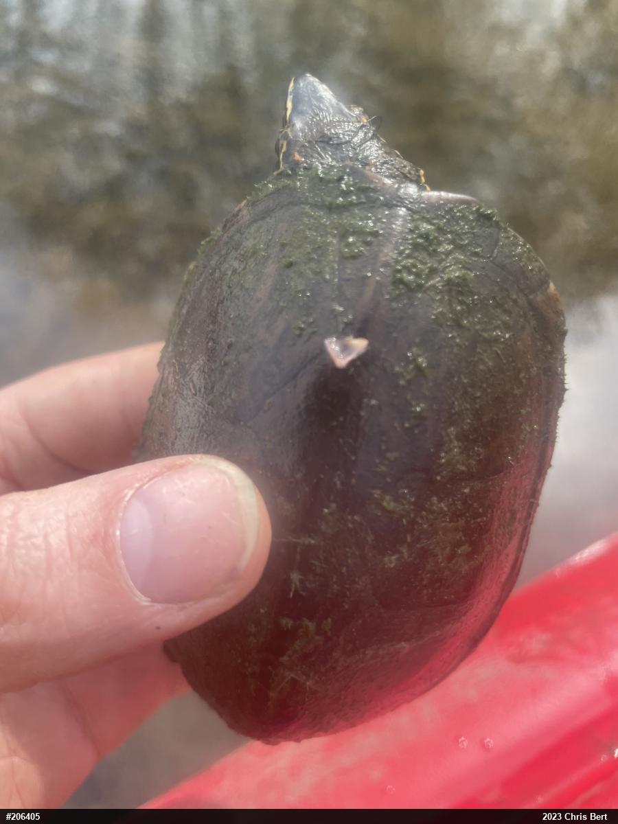 Eastern Musk Turtle