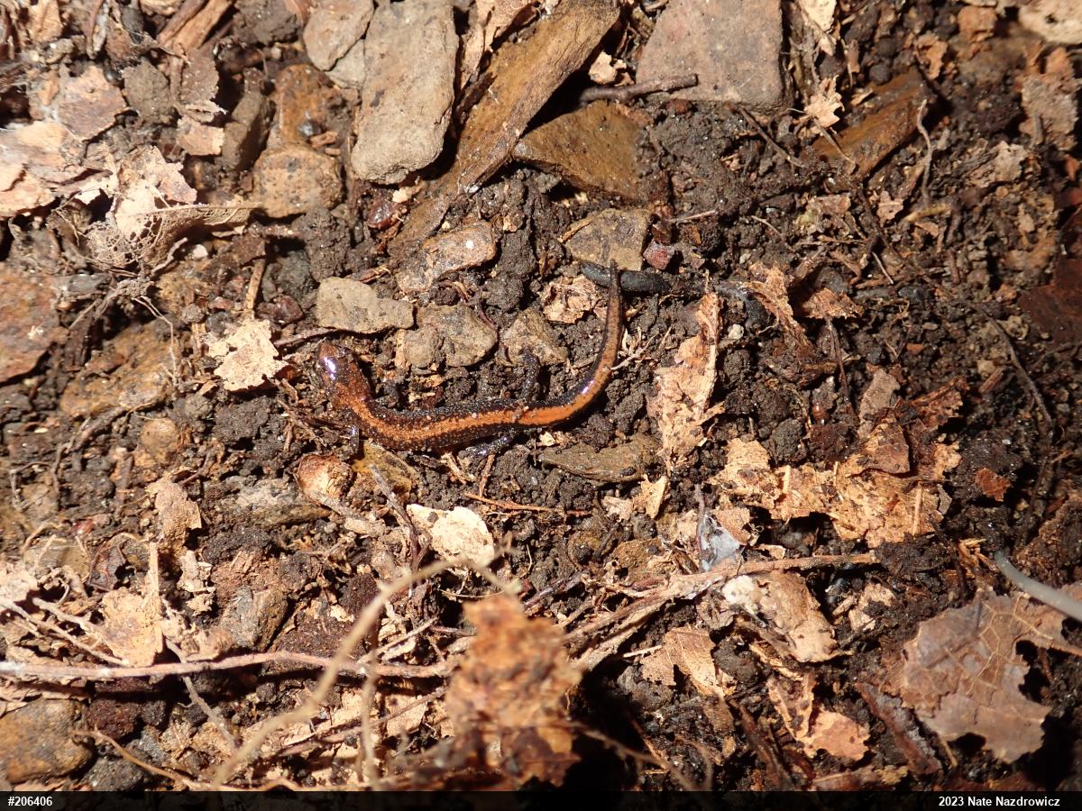 Eastern Red-backed  Salamander