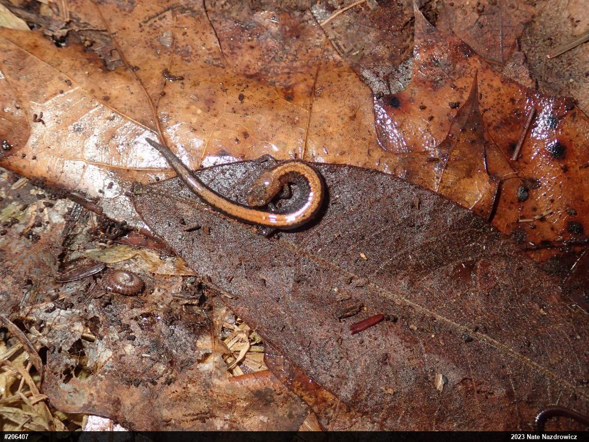 Eastern Red-backed  Salamander